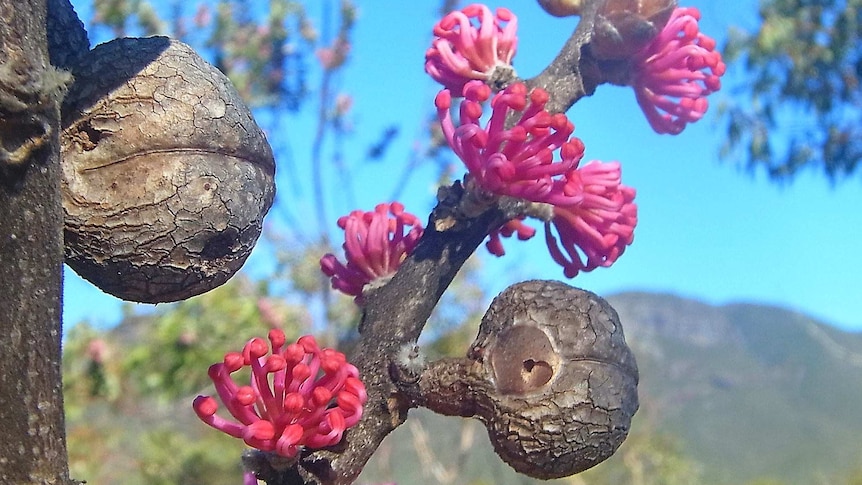 Image of pink flowers blooming from the branch of a tree.