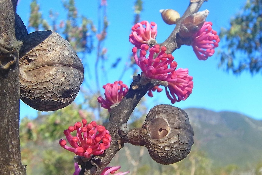 Image of pink flowers blooming from the branch of a tree.