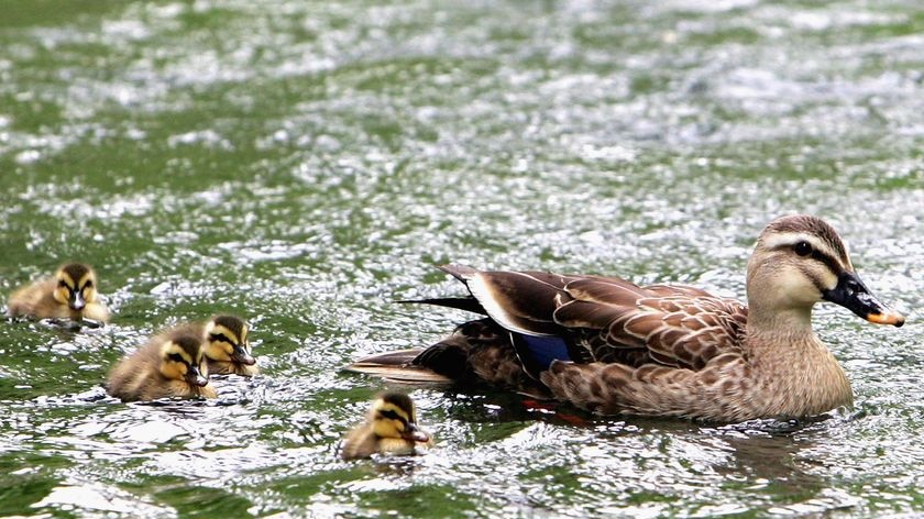 A Sydney Golf Course has been vandalised by people trying to stop a duck cull. (File photo)