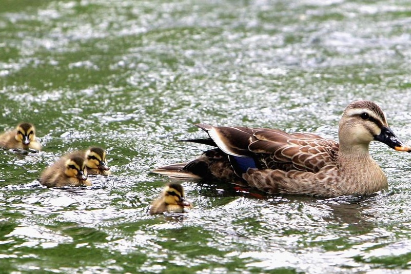 Young ducklings swim in a lake with their mother