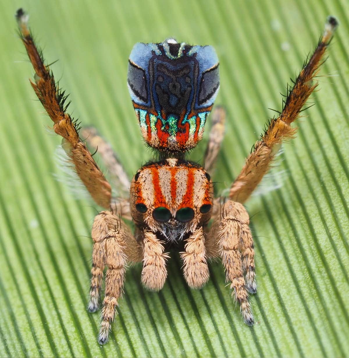 Three New Spider Species Discovered In Alpine Australia During Bush ...