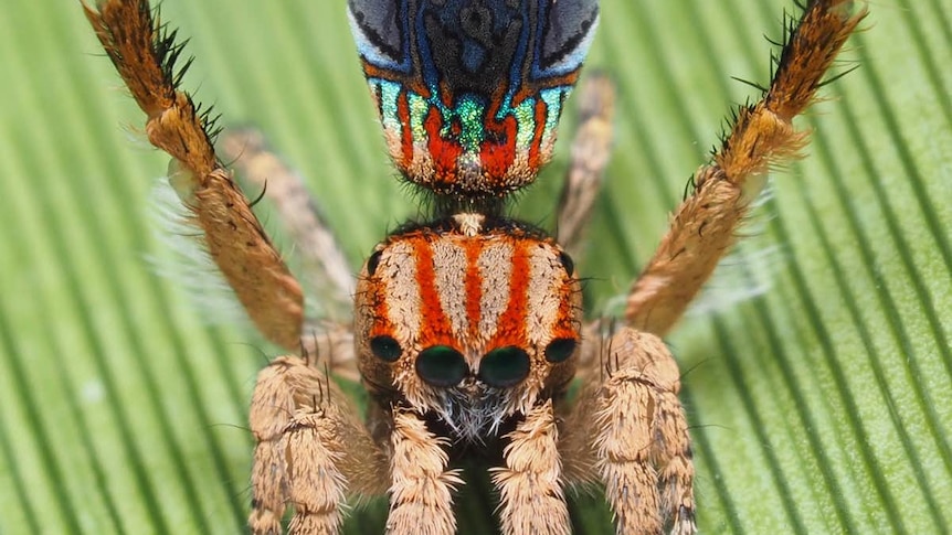 The Maratus azureus spider