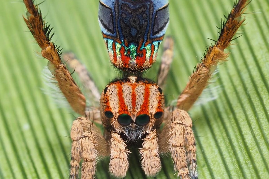 The Maratus azureus spider