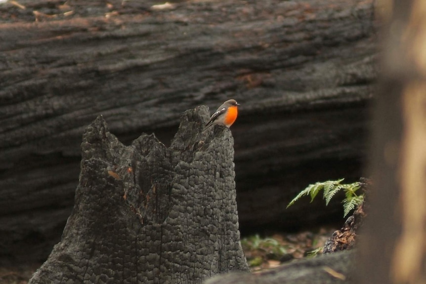 A flame robin on a burnt-out stump.