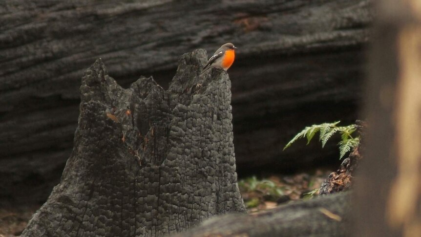 A flame robin on a burnt-out stump.