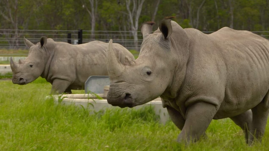 Two rhinos walking in a green field