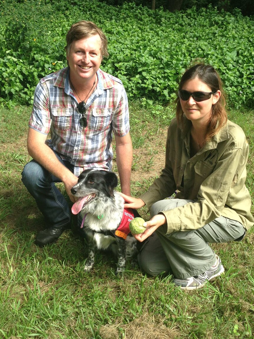 Koala detection dog Maya with trainer Gary Jackson and owner Romane Cristescu.