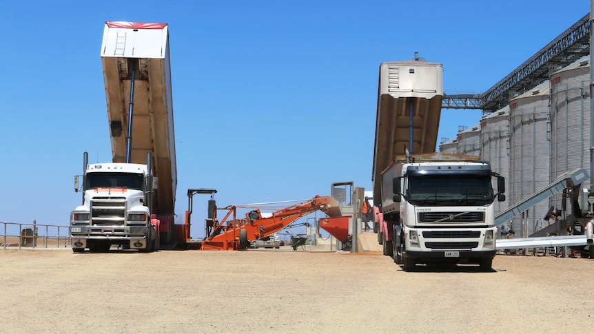 Two grain trucks dump lentils over a recievals site in mid-north south australia