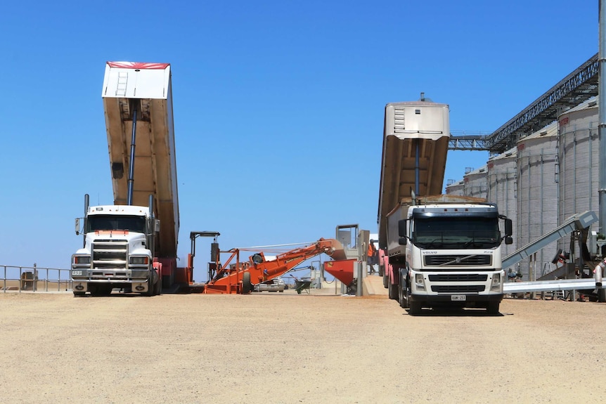 Two grain trucks dump lentils over a recievals site in mid-north south australia