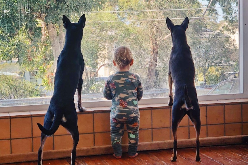 dogs and baby look out window
