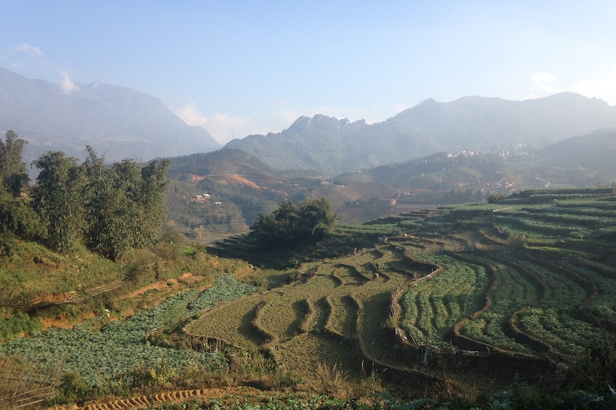 Terraced agriculture with mountains in the background near Sa Pa in north western Vietnam