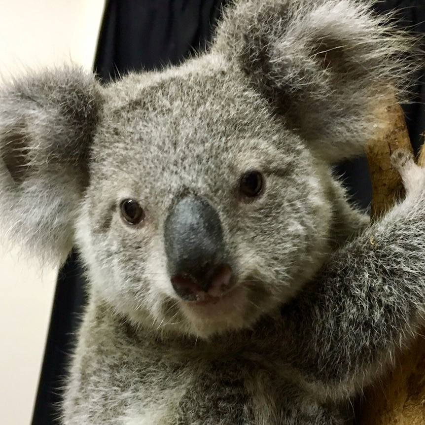 koala clinging to a tree branch looking at the camera