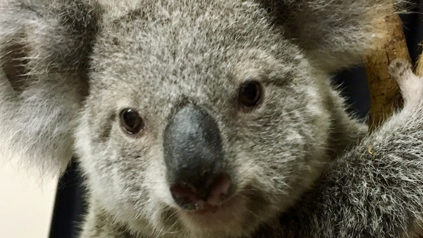 koala clinging to a tree branch looking at the camera