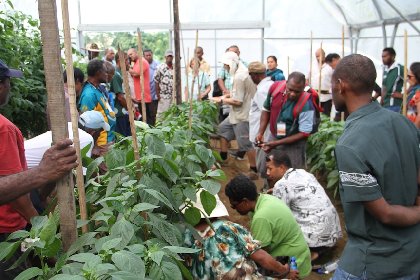 A group of people stand underneath a protected cropping structure examining crops growing inside. 