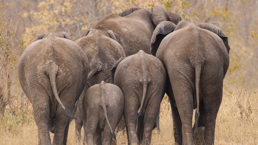 Elephant herd from behind