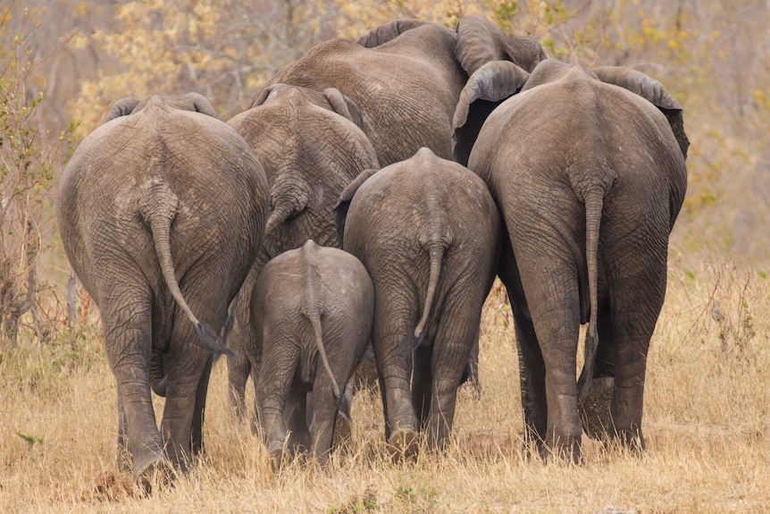 Elephant herd from behind