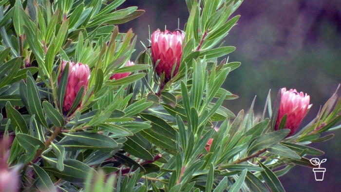 Bright pink protea flowers growing on bush