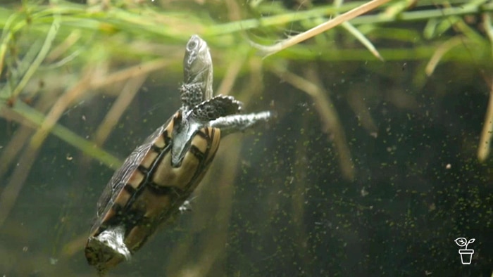 Baby turtle swimming to the surface of a pond.