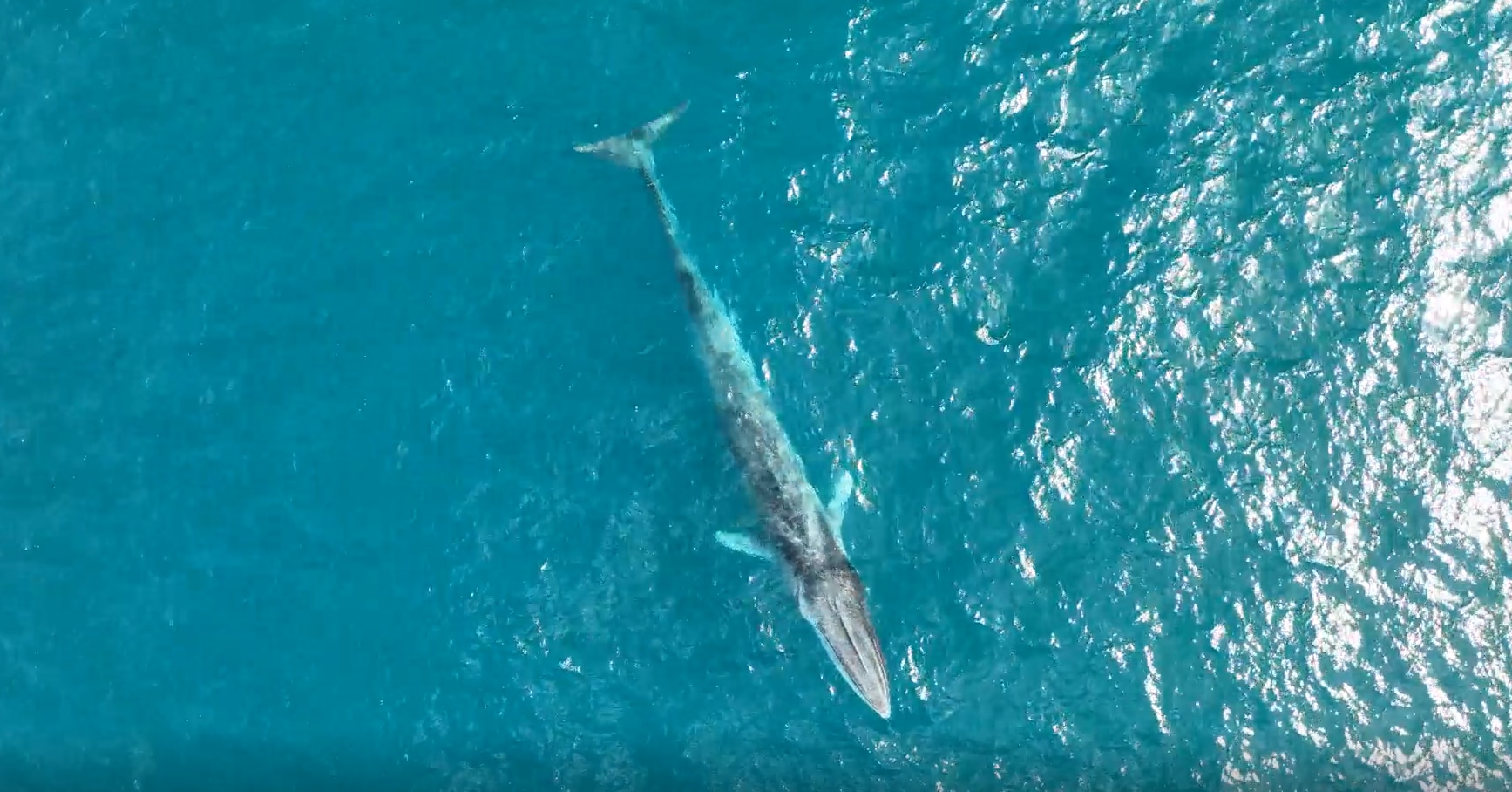 'Special' moment for researchers as rare fin whales photographed