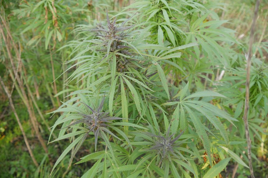 a purple cannabis flower growing in Denmark, WA