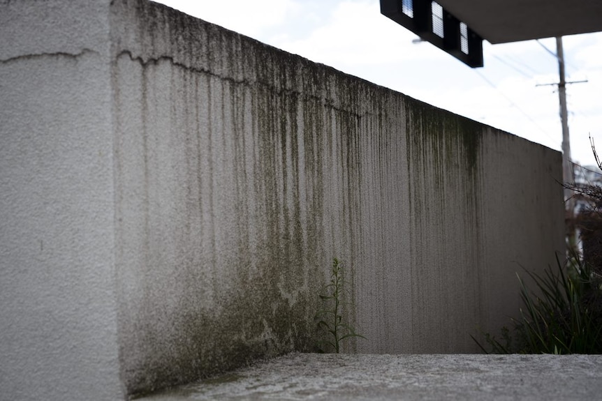 Mould drips visible on leaky building 