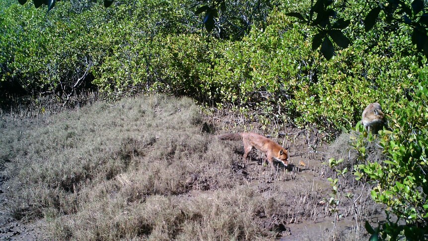 foxes in scrub looking for water mouse