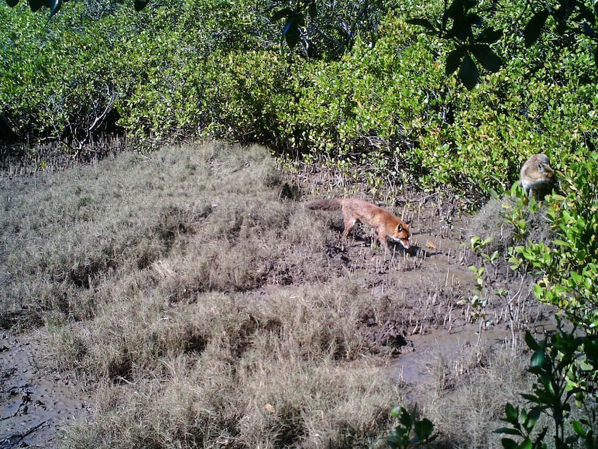 foxes in scrub looking for water mouse