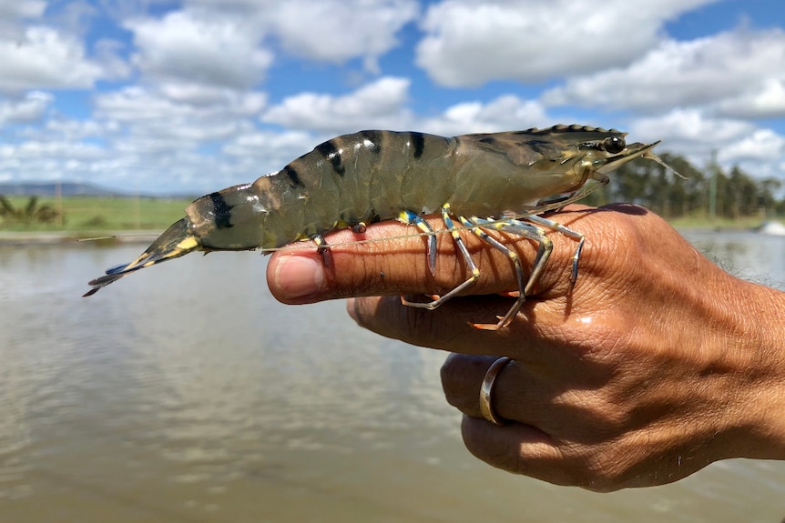 A very big green tiger prawn, posed on a man's finger.