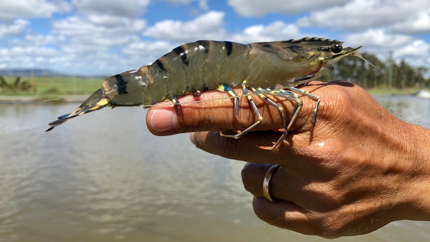 A very big green tiger prawn, posed on a man's finger