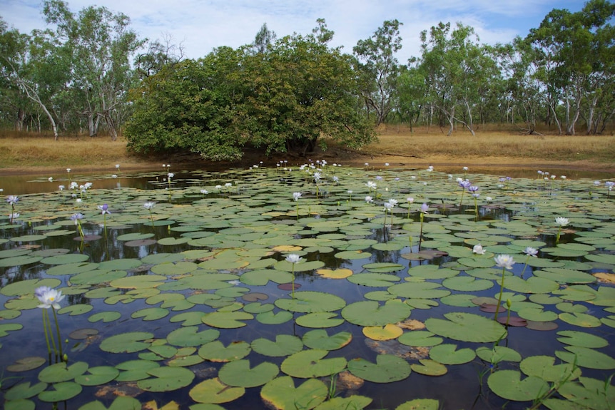 A water-lily-laden billabong