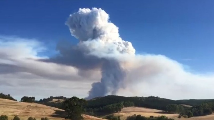 A thick plume of white smoke rises into the sky from a bushfire.