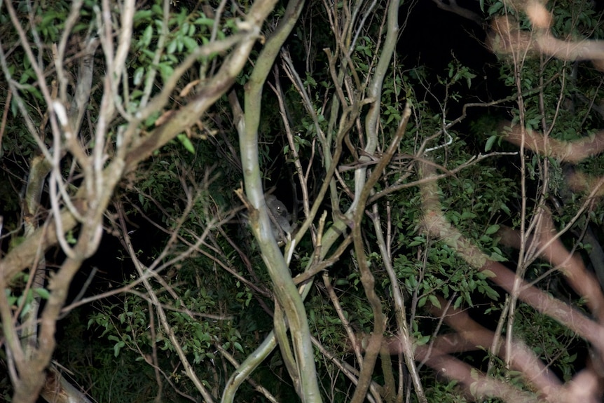 A koala spotted in a tree at night