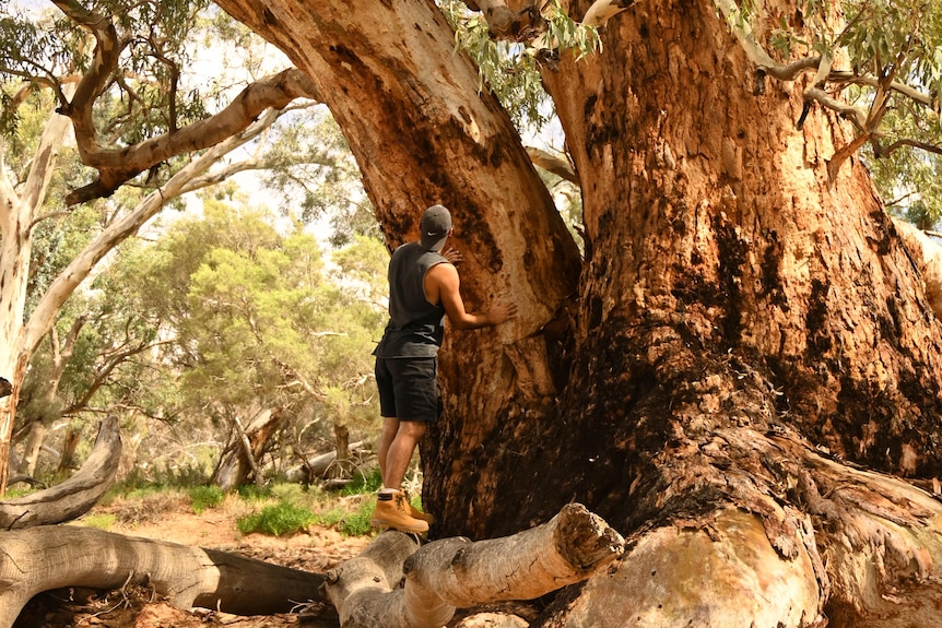 Adam Goodes stands in front of a huge tree and touches it.