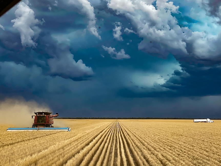 A header harvests a crop with ominous clouds rolling in. 