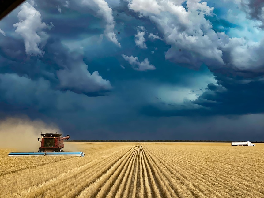 A header harvests a crop with ominous clouds rolling in.