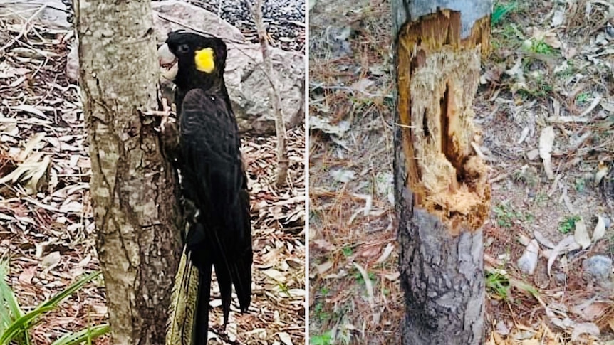 Before and after images. The first shows Black-Cockatoo biting tree trunk and then badly damaged trunk. 