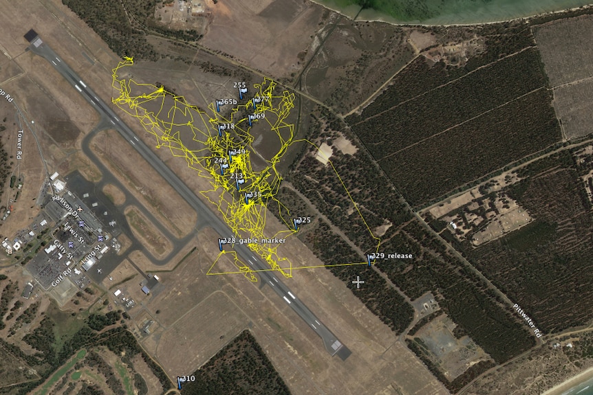 Map showing echidnas at Hobart International Airport