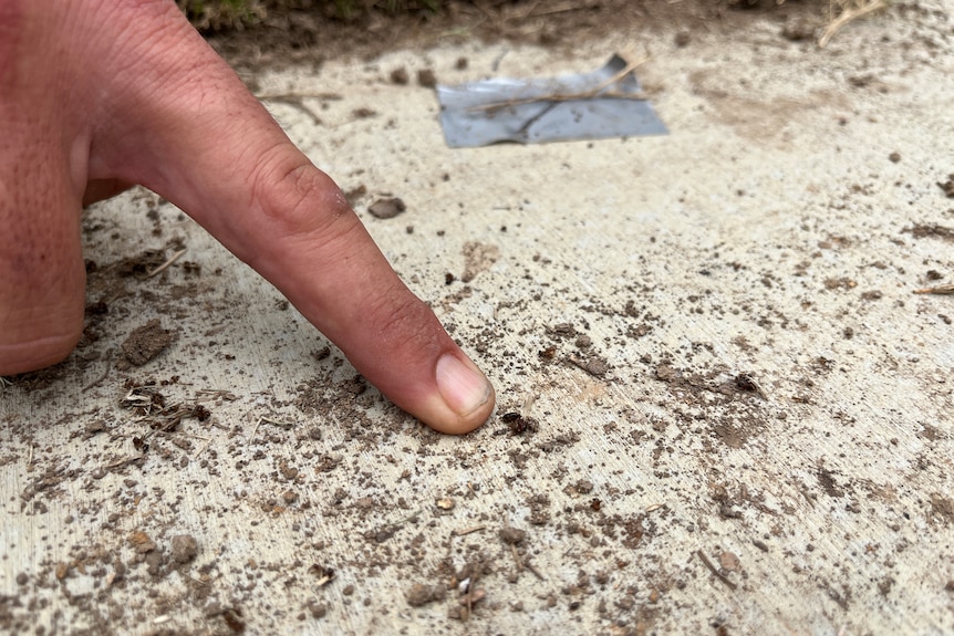 A finger tip points at a dead ant