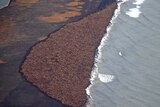 Walruses gather in Alaska