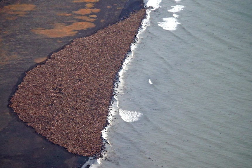 Walruses gather in Alaska