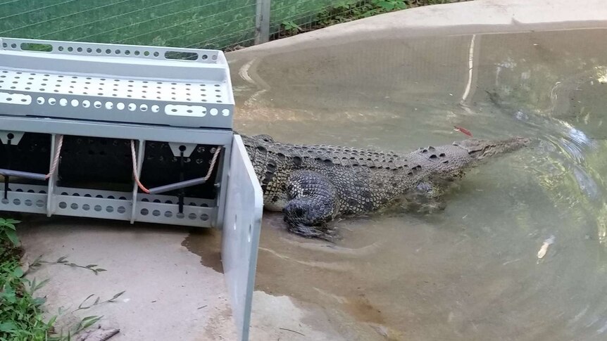 Estuarine crocodile walking from steel cage into croc farm pond, inside an enclosure
