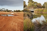A before an after image with a stormwater pond and red dirt on the left and a wetland with water and plants on the right.