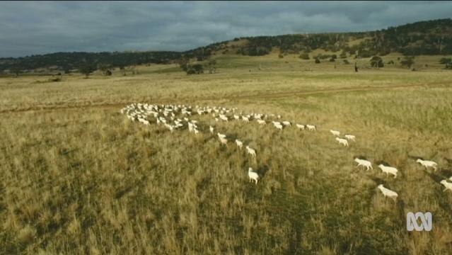 Freshly shorn sheep in a paddock