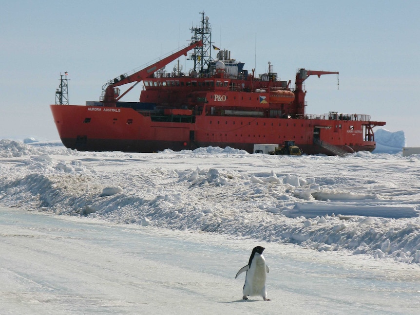 The Aurora Australis ship parked on ice with a penguin in the foreground