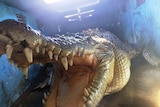 Crocodile removed