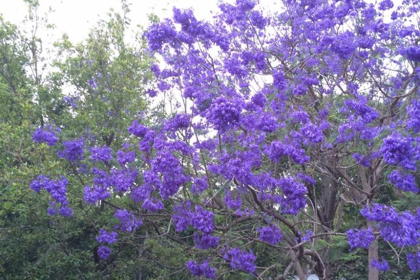 jacaranda tree with its purple blooms