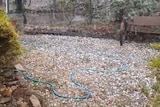 Hail falling on a garden