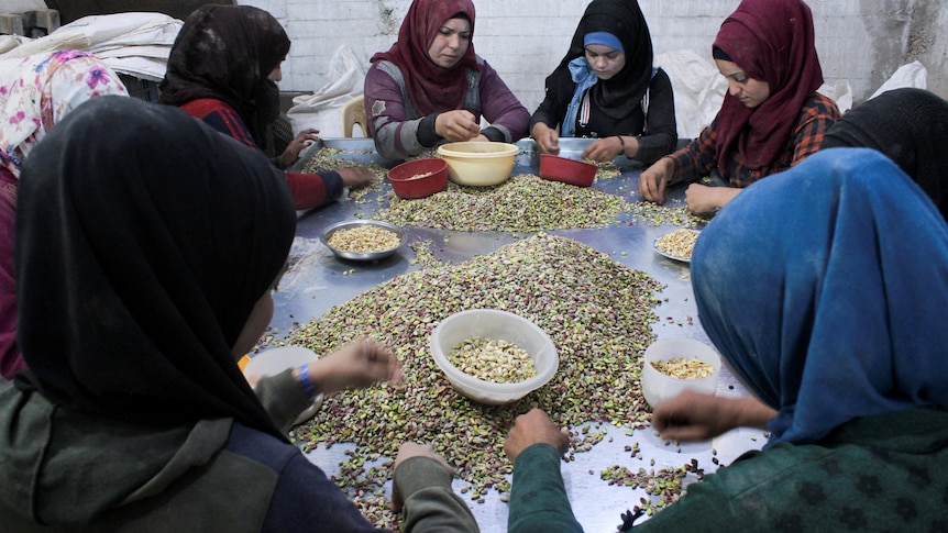 A group of women in headscarves sit at a metal table sorting piles of pistachios into small plastic bowls