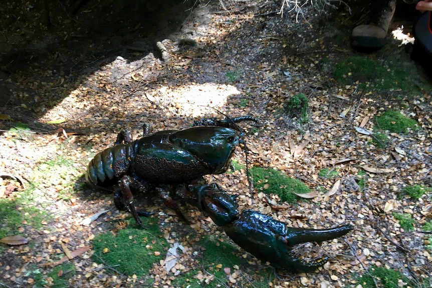 One clawed giant freshwater crayfish