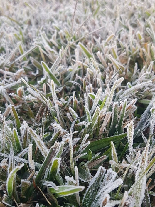 Frosty grass.